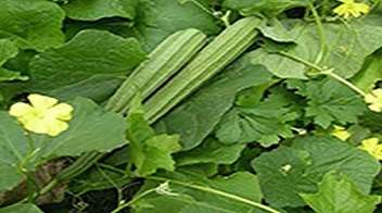 Vegetables of Cucurbitaceae family