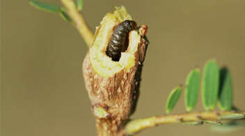 आंवला में गांठ बनाने वाली इल्ली के बारे में जाने