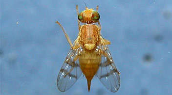 Know about Ber fruit fly