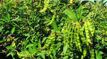 For pod setting in Pigeon pea