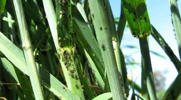 Controlling Aphid in Wheat