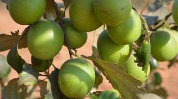 बोरांच्या फळांची गुणवत्ता व आकारमान वाढीसाठी सल्ला
