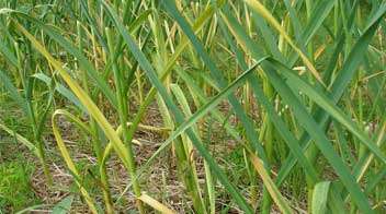 Management of yellowing and curling of leaves in Garlic crop