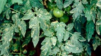 Leaf miner observed in tomatoes? Spray this insecticide.