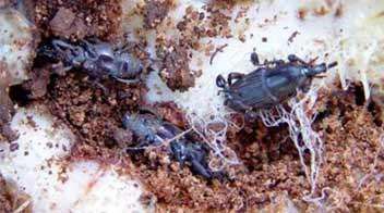 Banana pseudostem weevil