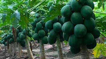 Measures for Papaya Harvest and Storage