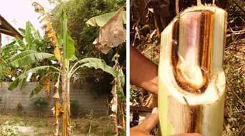 Banana panama wilt