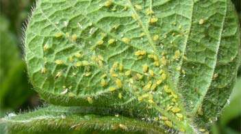 Spray for the control of aphids in Potato