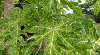 Papaya leaf curl