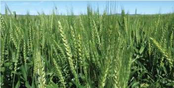 Use of weedicide after plantation of wheat.
