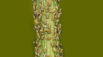 Control of aphids in Cumin