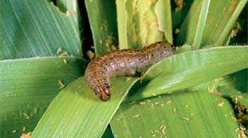 Best effective insecticide for falls armyworm in Maize crop