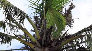 Rhinoceros beetle management in coconut