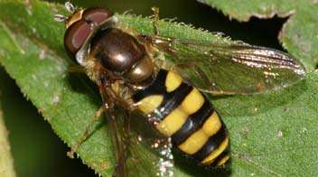 Syrphid fly, a predator, conserve them