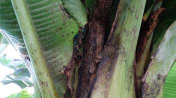 Biopesticides for aphids in Banana crop
