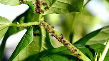Control of aphids in Beans