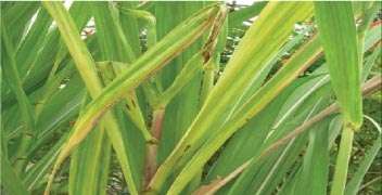 To reduce yellowing in Sugarcane leaves