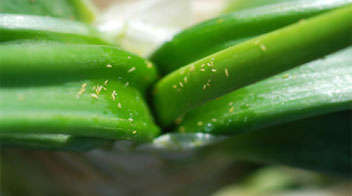 Control of thrips in Onion & Garlic