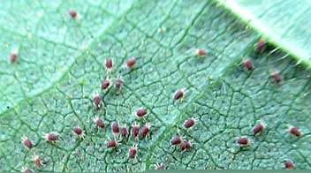 Control attack of mites cotton.