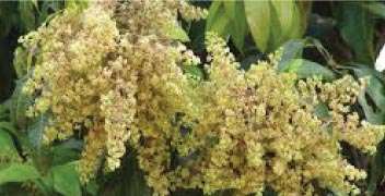 Solution for uniform blossom in Mango