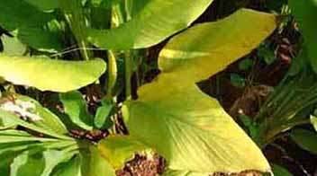 For turmeric and ginger crops, it is important to plant after earthing up
