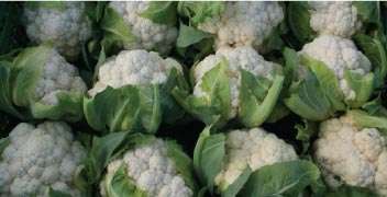 To increase the quality of Cauliflower curd