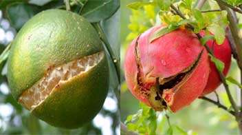 नींबू और अनार में फल फटने के कारण और उपाय