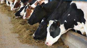 Provide Balanced Diet for Dairy Animals