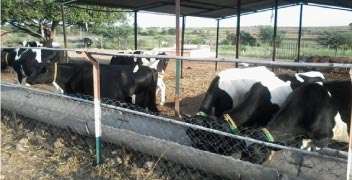 સ્વ-રોજગારી પશુપાલન વ્યવસાય માટે 12 દૂધાળા પશુ ના ડેરી ફાર્મ સ્થાપના ની સહાય યોજના