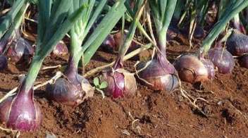 Agape rabi onion cultivation increases in the country