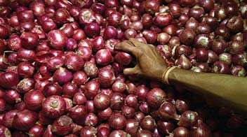 790 tons of onion imported
