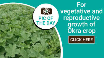 For vegetative and reproductive growth of okra crop