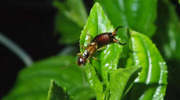 Know more about ‘Earwig’