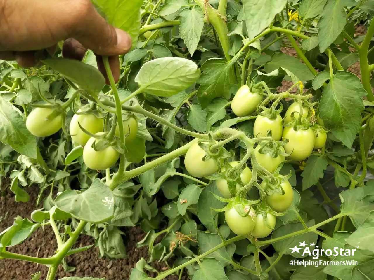 Healthy and attractive tomato crop