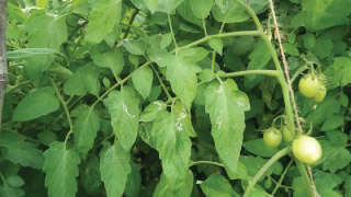 Outbreak of Leaf Minor Pest in Tomato Crop