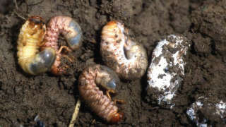 Use of Insect Parasitic in Pest Control