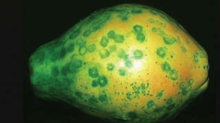 Control ring spot viral disease in Papaya