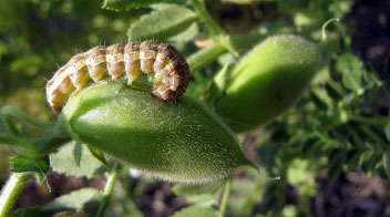 Control of chick pea pod borer with botanical insecticides