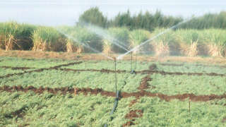 Water Management in Gram Crop