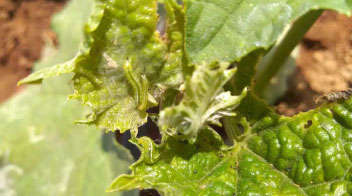 Outbreak of leaf-eating caterpillar in ridge gourd crop