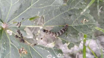Larva infestation in Okra crop