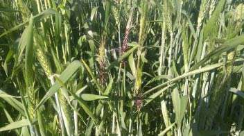 Loose smut disease infection in wheat crop