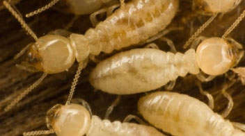 Termites in summer groundnut