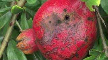 Know more about damage caused by fruit borer in pomegranate