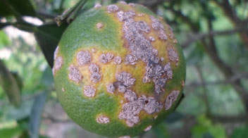 नींबू वर्गीय पौधों में केंकर रोग की रोकथाम!