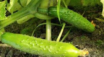 Appropriate development of cucumber