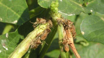 Know these pod bugs damaging to cowpea-green gram-black gram