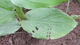 Control of leaf eating caterpiller in turmeric crop