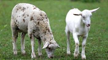 Enterotoxemia disease in Goat and Sheep
