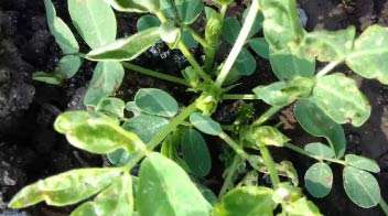 Outbreak of thrips in groundnut crop